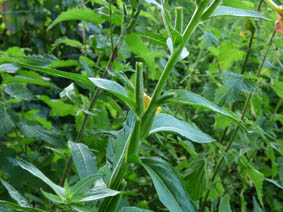 Oenothera glazioviana